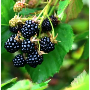 Sweetie Pie Thornless Blackberry Live Plant - 2 Pack, 4-8 Inch Tall Berry Bush - Image 2