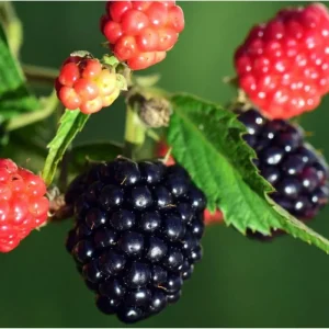 Sweetie Pie Thornless Blackberry Live Plant - 2 Pack, 4-8 Inch Tall Berry Bush - Image 5