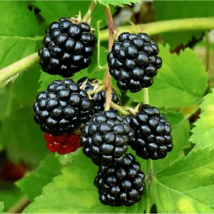Sweetie Pie Thornless Blackberry Live Plant - 2 Pack, 4-8 Inch Tall Berry Bush - Image 6