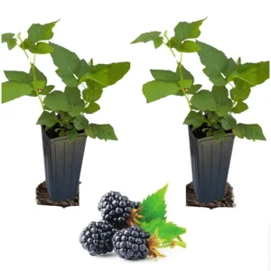 Sweetie Pie Thornless Blackberry Live Plant - 2 Pack, 4-8 Inch Tall Berry Bush - Image 1