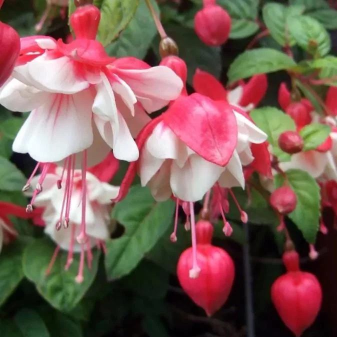 Swingtime Fuchsia Live Plant - 5 inch Pot - Red & White Blooms for Baskets - Image 2