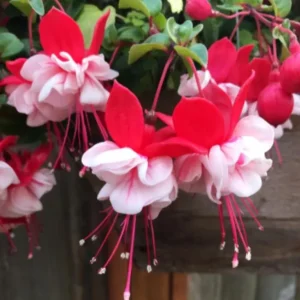 Swingtime Fuchsia Live Plant - 5 inch Pot - Red & White Blooms for Baskets - Image 3