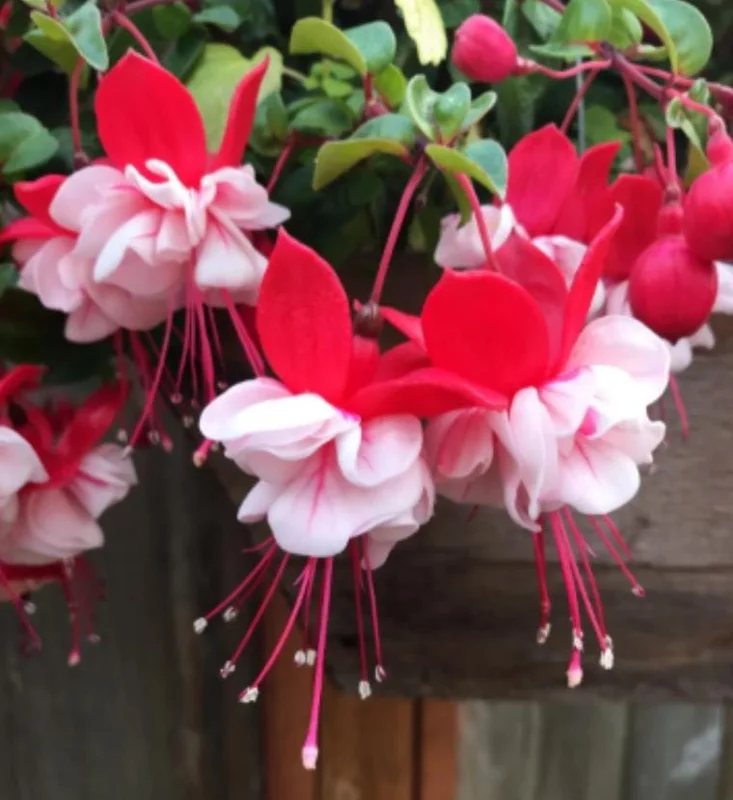 Swingtime Fuchsia Live Plant - 5 inch Pot - Red & White Blooms for Baskets - Image 3
