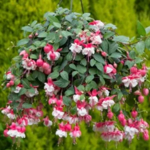 Swingtime Fuchsia Live Plant - 5 inch Pot - Red & White Blooms for Baskets - Image 4