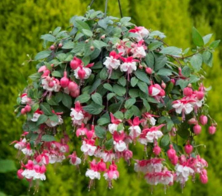 Swingtime Fuchsia Live Plant - 5 inch Pot - Red & White Blooms for Baskets - Image 4
