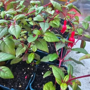 Swingtime Fuchsia Live Plant - 5 inch Pot - Red & White Blooms for Baskets - Image 5