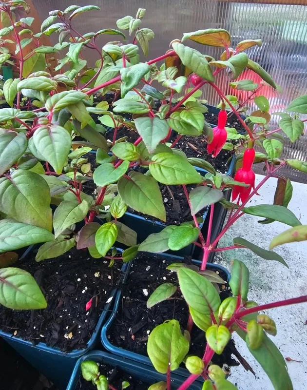 Swingtime Fuchsia Live Plant - 5 inch Pot - Red & White Blooms for Baskets - Image 5