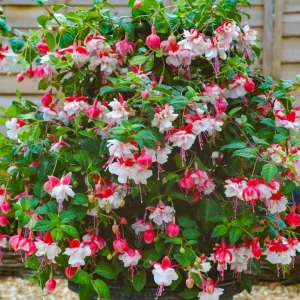 Swingtime Fuchsia Live Plant - 5 inch Pot - Red & White Blooms for Baskets - Image 1