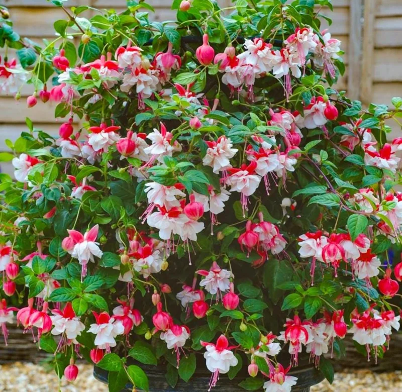 Swingtime Fuchsia Live Plant - 5 inch Pot - Red & White Blooms for Baskets - Image 1