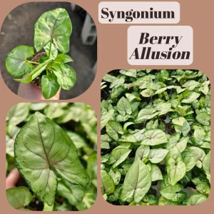 Syngonium Allusion Bundle Live Plant - 3 Pack Arrowhead Vine, 2in Pots, Indoor - Image 2