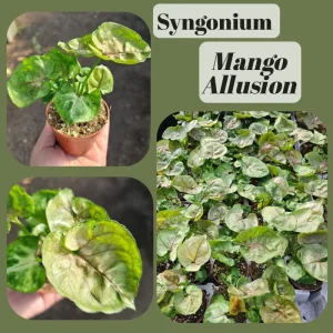 Syngonium Allusion Bundle Live Plant - 3 Pack Arrowhead Vine, 2in Pots, Indoor - Image 3