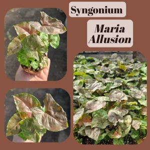Syngonium Allusion Bundle Live Plant - 3 Pack Arrowhead Vine, 2in Pots, Indoor - Image 4