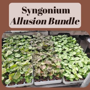 Syngonium Allusion Bundle Live Plant - 3 Pack Arrowhead Vine, 2in Pots, Indoor - Image 5