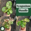 Syngonium Allusion Bundle Live Plant - 3 Pack Arrowhead Vine, 2in Pots, Indoor - Image 1