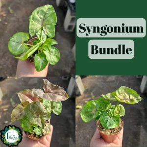 Syngonium Allusion Bundle Live Plant - 3 Pack Arrowhead Vine, 2in Pots, Indoor - Image 1