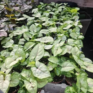 Syngonium Berry Allusion Live Plant – Arrowhead Vine – 2 inch Pot – Easy Care Houseplant – Indoor Tropical Plant - Image 2