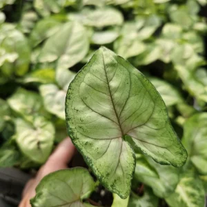 Syngonium Berry Allusion Live Plant – Arrowhead Vine – 2 inch Pot – Easy Care Houseplant – Indoor Tropical Plant - Image 3