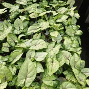 Syngonium Berry Allusion Live Plant – Arrowhead Vine – 2 inch Pot – Easy Care Houseplant – Indoor Tropical Plant - Image 4