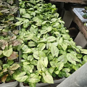 Syngonium Berry Allusion Live Plant – Arrowhead Vine – 2 inch Pot – Easy Care Houseplant – Indoor Tropical Plant - Image 5