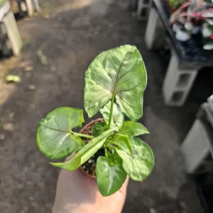 Syngonium Berry Allusion Live Plant – Arrowhead Vine – 2 inch Pot – Easy Care Houseplant – Indoor Tropical Plant - Image 1