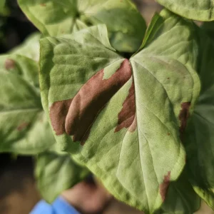 Syngonium Pink Salmon Live Plant – Pink Arrowhead – 4 inch Pot – Indoor - Image 2