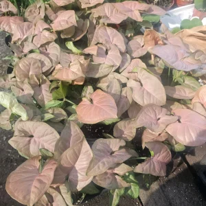 Syngonium Regina Red Live Plant - Colorful Arrowhead Vine, 4 inch Pot, Indoor - Image 2