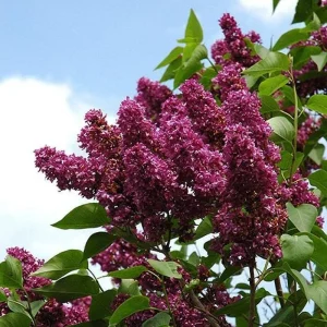 Syringa vulgaris 'Charles Joly' Red French Lilac Live Plant 4+ Inches Bare Root Outdoor - Image 2