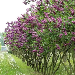 Syringa Vulgaris 'Charles Joly' Red French Lilac Live Plant – 4+ Inches Bare Root – Outdoor Shrub - Image 3