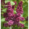 Syringa vulgaris 'Charles Joly' Red French Lilac Live Plant 4+ Inches Bare Root Outdoor - Image 1