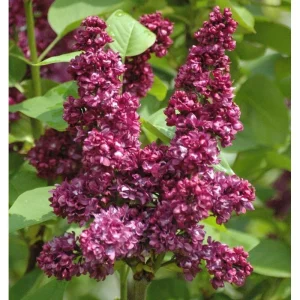 Syringa vulgaris 'Charles Joly' Red French Lilac Live Plant 4+ Inches Bare Root Outdoor - Image 1