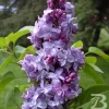 Syringa Vulgaris 'Nadezhda' Blue French Lilac Live Plant, 4+ Inches, Outdoor Shrub - Image 1