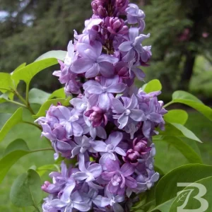 Syringa Vulgaris 'Nadezhda' Blue French Lilac Live Plant, 4+ Inches, Outdoor Shrub - Image 1