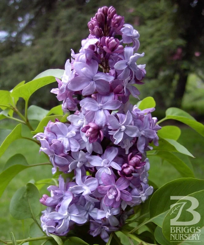 Syringa Vulgaris 'Nadezhda' Blue French Lilac Live Plant, 4+ Inches, Outdoor Shrub - Image 1