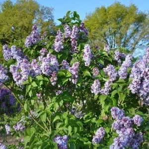 Syringa Vulgaris 'Nadezhda' Blue French Lilac Live Plant 4+ Inches - Image 2
