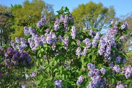 Syringa Vulgaris 'Nadezhda' Blue French Lilac Live Plant, 4+ Inches, Outdoor Shrub - Image 2