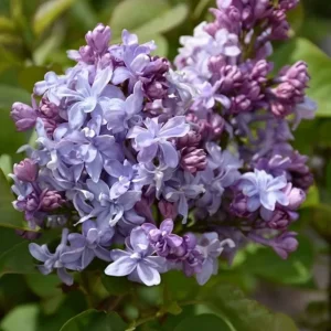 Syringa Vulgaris 'Nadezhda' Blue French Lilac Live Plant 4+ Inches - Image 3