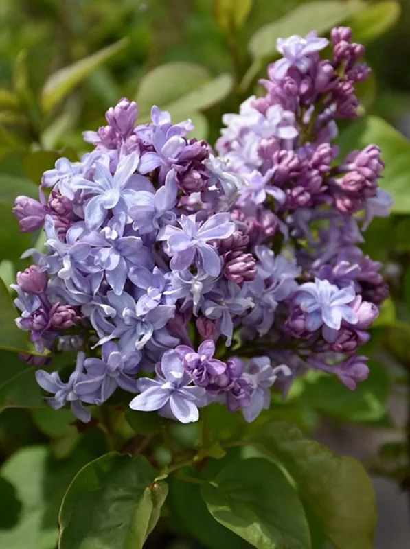 Syringa Vulgaris 'Nadezhda' Blue French Lilac Live Plant, 4+ Inches, Outdoor Shrub - Image 3