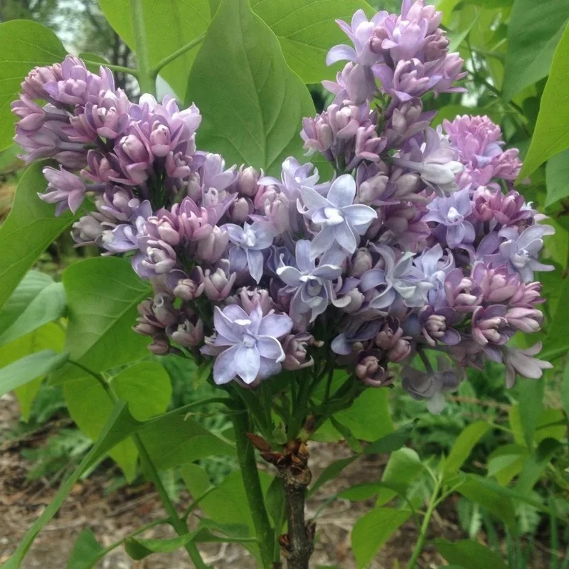 Syringa Vulgaris 'Nadezhda' Blue French Lilac Live Plant, 4+ Inches, Outdoor Shrub - Image 4