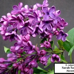 Syringa vulgaris 'Sarah Sands' Lilac Live Plant - 14+ inches, Dark Purple Blooms, Outdoor Shrub - Image 2