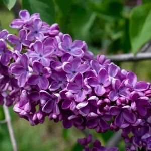 Syringa vulgaris 'Sarah Sands' Lilac Live Plant - 14+ inches, Dark Purple Blooms, Outdoor Shrub - Image 1