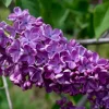 Syringa vulgaris 'Sarah Sands' Lilac Live Plant - 14+ Inches Tall, Dark Purple - Image 1