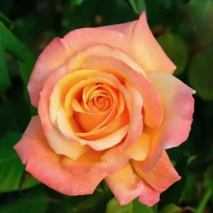 Tahitian Sunset Rose Bush Live Plant – Fragrant Heirloom Climbing Rose – 4-6 Inch Tall - Image 2