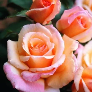 Tahitian Sunset Rose Bush Live Plant – Fragrant Heirloom Climbing Rose – 4-6 Inch Tall - Image 3