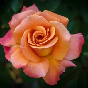 Tahitian Sunset Rose Bush Live Plant – Fragrant Heirloom Climbing Rose – 4-6 Inch Tall - Image 4