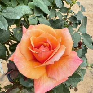 Tahitian Sunset Rose Bush Live Plant – Fragrant Heirloom Climbing Rose – 4-6 Inch Tall - Image 5