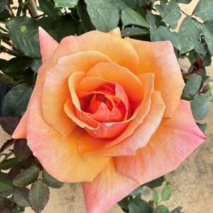 Tahitian Sunset Rose Bush Live Plant – Fragrant Heirloom Climbing Rose – 4-6 Inch Tall - Image 6