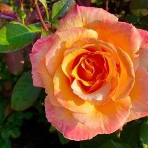 Tahitian Sunset Rose Bush Live Plant – Fragrant Heirloom Climbing Rose – 4-6 Inch Tall - Image 1