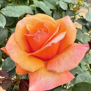 Tahitian Sunset Rose Bush Live Plant – Fragrant Heirloom Climbing Rose – 4-6 Inch Tall - Image 7