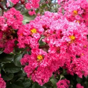 Takane Ruby Pink Buckwheat Flower Seeds - 50 Seeds, Annual Cover Crop - Image 2