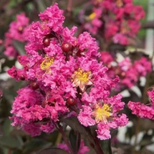 Takane Ruby Pink Buckwheat Flower Seeds - 50 Seeds, Annual Cover Crop - Image 3